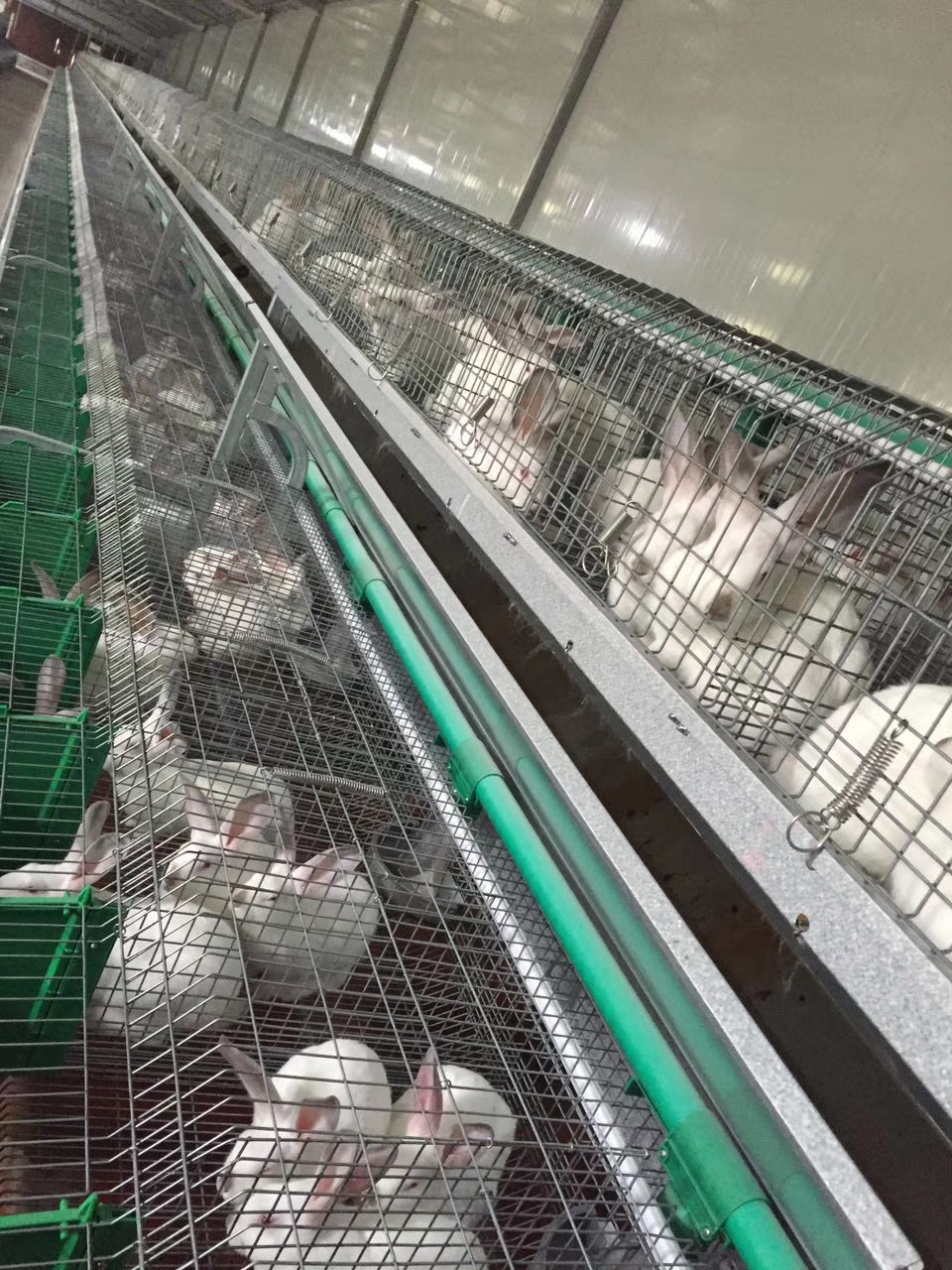 四川兔子养殖公司养殖肉兔需要多少成本？