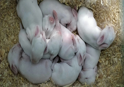【种兔养殖】肉兔每个阶段饲养管理方法