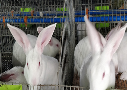 2021年兔子养殖赚钱吗?养兔子成本费、盈利及市场前景剖析