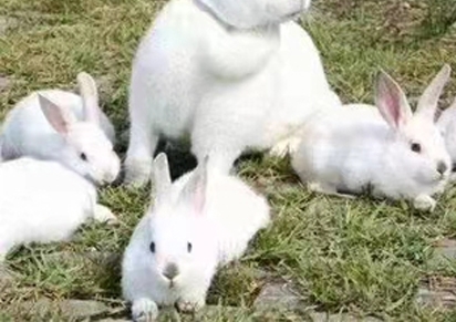 【兔子养殖】怎样降低在兔子断奶前后左右的应激难题？