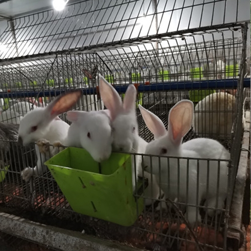 兔子养殖