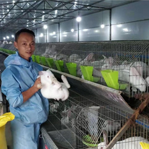 兔子养殖公司